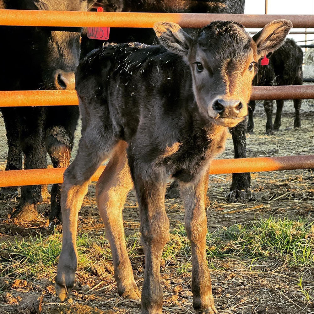New Born Calf, 100% Pure Bred Japanese Black Wagyu, Texas BBQ
